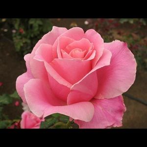 Meet your Posher, Jackie